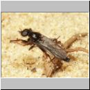 Bibio sp - Haarmuecke m04.jpg